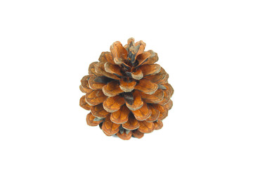 brown pine cone isolated on white background