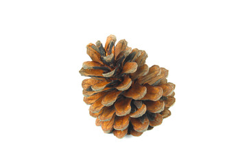 brown pine cone isolated on white background