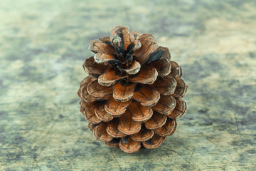 brown pine cone isolated on white background