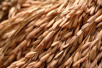Traditional rice varieties of Thailand