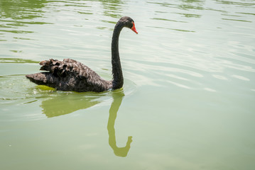Goose with orange beak enjoying the cold water