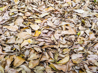 dry brown leaves in forest nature