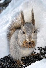 A gray squirrel sits on snow and eats seeds 