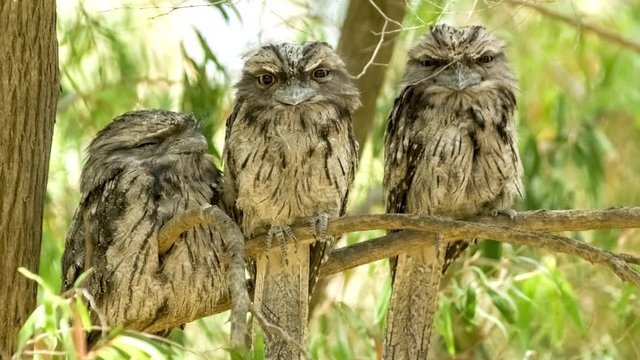 Tawny frogmouth birds sitting on branch, moving closer together for safety to roost during daytime, 4K 24p