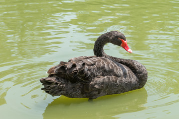 Fototapeta premium Goose with orange beak enjoying the cold water