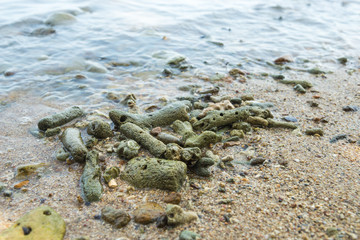 Coral Rubble formed from old dead corals that is washed up onto
