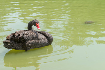 Duck swimming at the Aclimacao Park in Sao Paulo