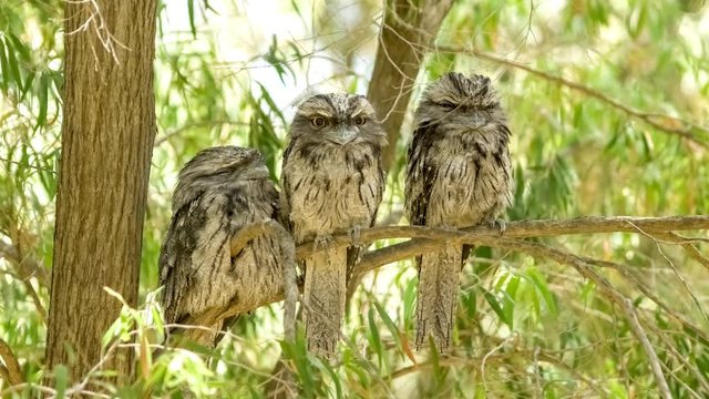 Three young tawny frogmouth (podargus strigoides) birds roosting together on eucalyptus tree, 4K 24p