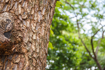 Closeup of tree trunk details with green bokeh background