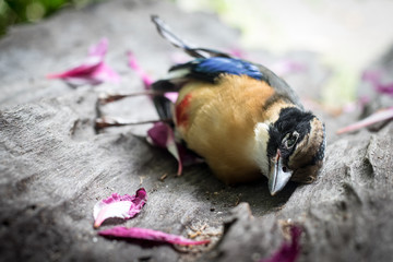 The cycle of life, death, birds