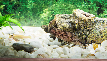 рыбки аквариумные