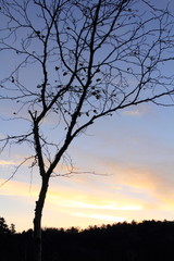 白駒池の夜明け