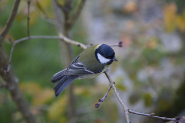 Mésange charbonnière 