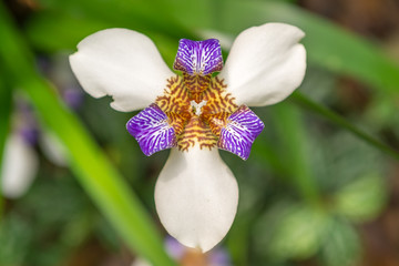 Violet and white Orchid flowers in the nature