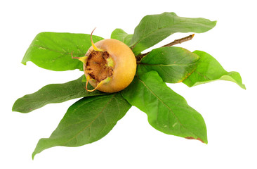 Common Medlar Fruit