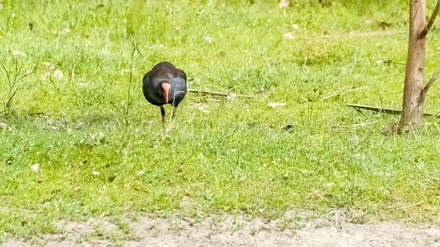 Western swamp hen rail bird picking food from lush green grass, slow motion 30p