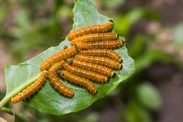 Painted Jezebel caterpillars