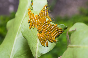 Painted Jezebel caterpillars