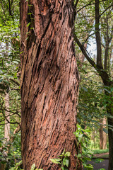 Forest at the Aclimacao Park in Sao Paulo