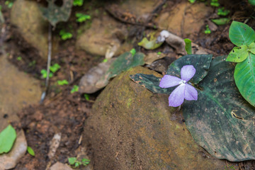 Flowers roses background