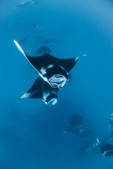 Manta Rays in Hanifaru bay
