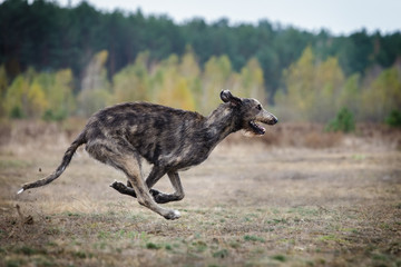 Coursing. Irish Wolfhound dog runs