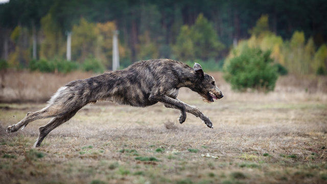 Coursing. Irish Wolfhound dog runs