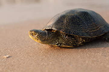 Turtle crawling across the sand