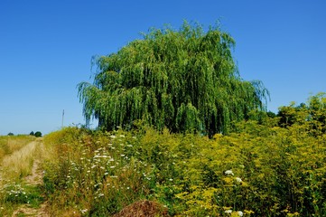 Obraz premium Летний пейзаж