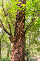 Forest at the Aclimacao Park in Sao Paulo