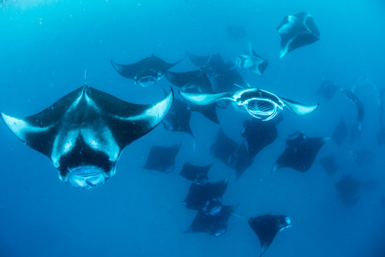 Manta Rays in Hanifaru bay