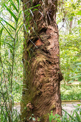 Tree logs at the Aclimacao Park in Sao Paulo