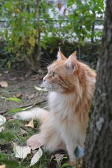 Red cat in the garden  