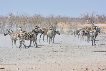 Zebras (Equus quagga) am Wasserloch