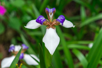 Violet and white Orchid flowers in the nature