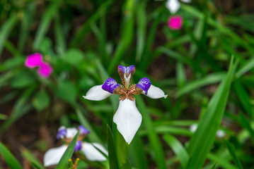 Violet and white Orchid flowers in the nature