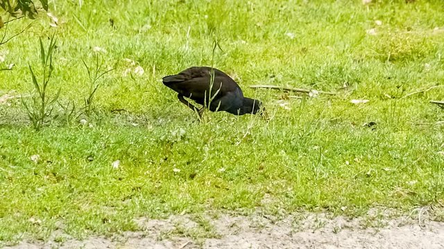 Purple swamphen bird walking on green grassland looking for food with its red beak, slow motion 30p
