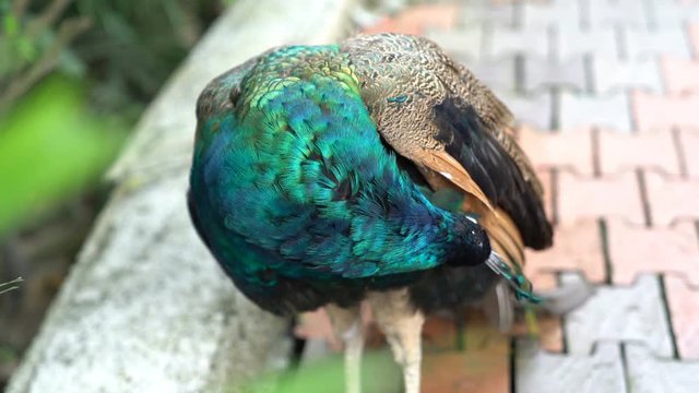 KL Bird Park. Indian Blue Peacock Peafowl (pavo cristatus). 4k b-roll footage.