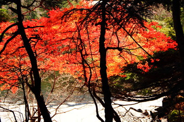 紅葉の池