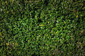 Background of green leaves