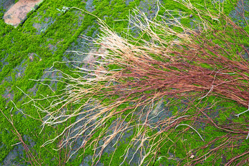 green moss spread on over the wet brick and also having many banyan root on top