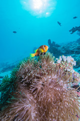 Fototapeta na wymiar Maldives Anemonefish