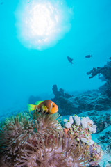Maldives Anemonefish