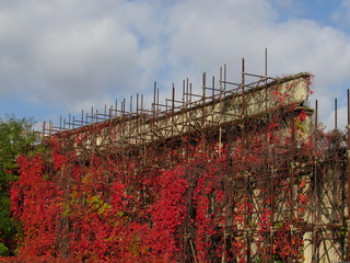 Ponteggio dimenticato - edera