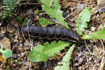 Oruga de la mariposa esfinge de la correhuela (Agrius convolvuli)