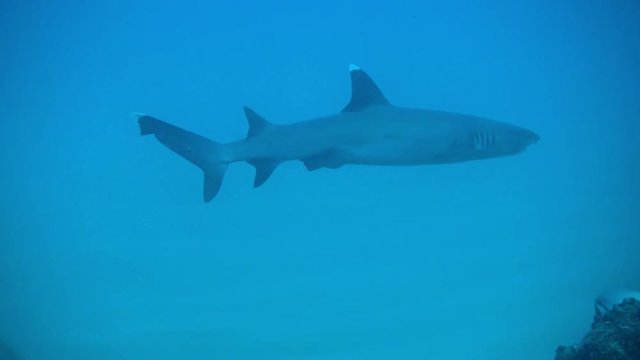 Shark at Baja California, Mexico