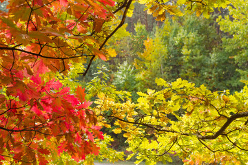 Branches of different autumn oaks in the forest