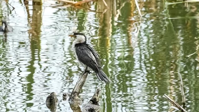 Little pied cormorant on log while Eurasian coots swim in the background, slow motion 30p