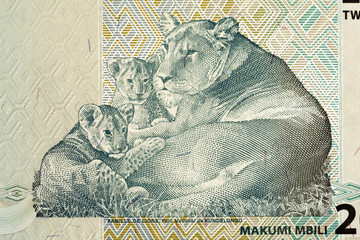 lioness with cubs on the Africa bill..