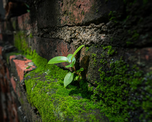 green sprout of banyan